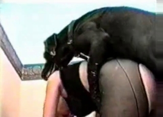 Tight pussy cutie enjoying that black dog cock