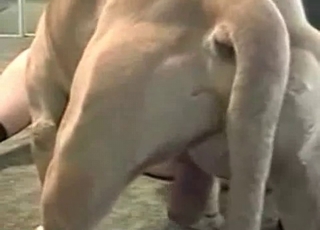 Tight pussy cutie fucked by a tiny dog