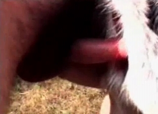 Big-dicked dude fucking a sexy puppy