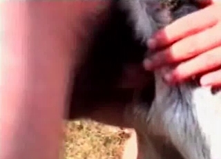 Big-dicked dude fucking a sexy puppy