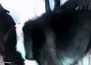 Slutty babe fucks her sexy dogs on cam