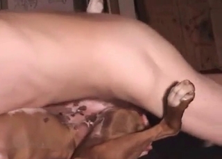 Incredible-quality bestiality with a sexy dog