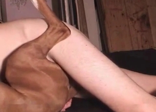 Incredible-quality bestiality with a sexy dog