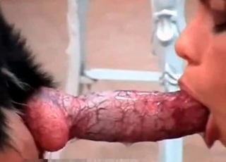 Huge dog cock getting sucked by a brunette