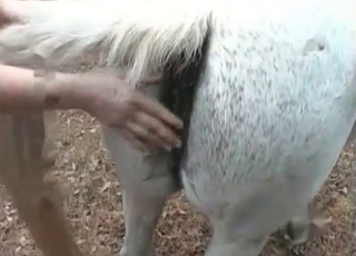 Chubby zoophile cutie fucks a stallion