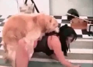 Twisted dog fucking a tight human pussy