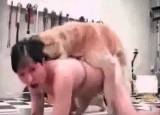 Twisted dog fucking a tight human pussy