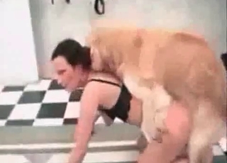 Twisted dog fucking a tight human pussy