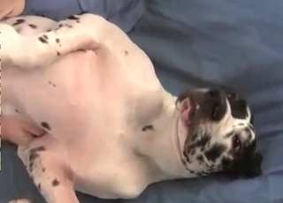 Dog enjoying this ruthless sex session