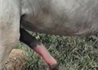 Horse gets a nice blowjob from a tranny