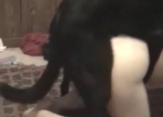 Pretty pussy destroyed by a big black dog cock