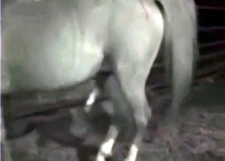 Hardcore banging with a hung black horse