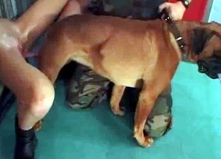 Dog drilling this skinny slut's pussy