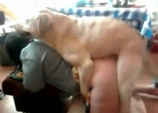 Doggy style fucking with a shepherd