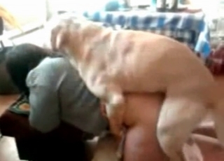 Doggy style fucking with a shepherd