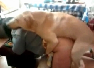 Doggy style fucking with a shepherd