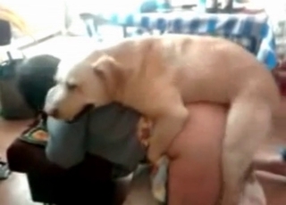 Doggy style fucking with a shepherd
