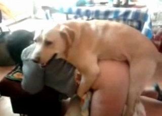 Doggy style fucking with a shepherd