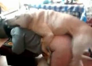 Doggy style fucking with a shepherd