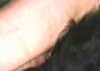 Crazy pet enjoying anal fucking on cam