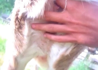 Sweet hardcore anal with a beast