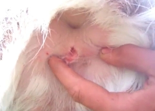 Sweet hardcore anal with a beast