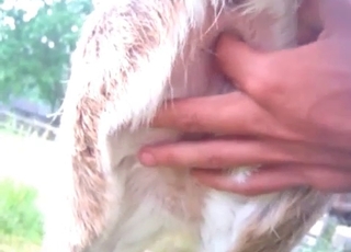 Sweet hardcore anal with a beast