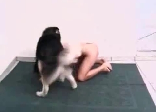 Sexy husky fucking a tranny on cam