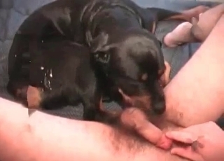 Black dog gets a nice cumshot on cam