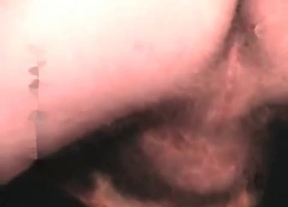 Black dog gets a nice cumshot on cam