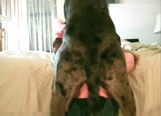 Twisted animal enjoying redhead's pussy