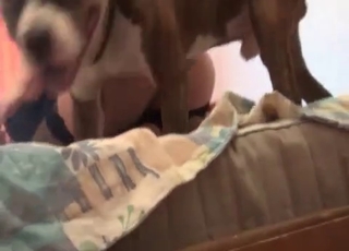 Crazy doggy style bestiality in HD quality