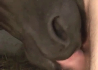 Cock for a cocky horse that loves gay sex