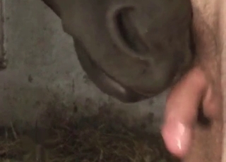 Cock for a cocky horse that loves gay sex