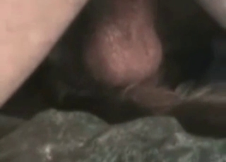Dog gets ready for the real deal
