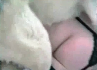 Zoo slut enjoying white dog cock