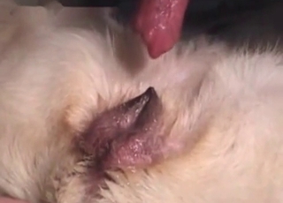 Huge cock pleasured in this bestiality vid