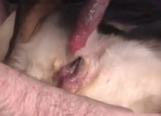 Huge cock pleasured in this bestiality vid