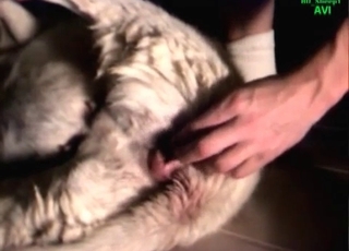 Cute-looking doggo fucks a zoophile slut