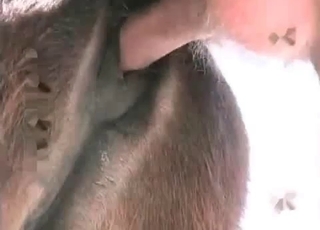 Huge cock pleasured by a horny horse