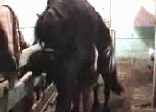Horny pony enjoying hardcore bestiality