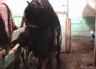 Horny pony enjoying hardcore bestiality
