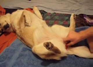 Dog cock is getting royally serviced here