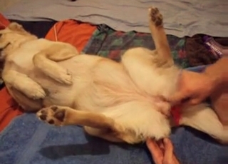 Dog cock is getting royally serviced here