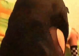 Animal enjoying a great-quality blowjob