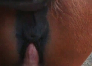 Horse's tight anal hole gets gaped