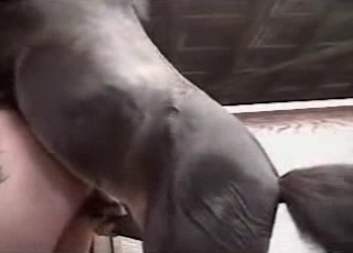 Doggy style fucking with a sexy horse