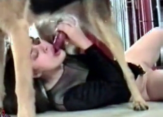Gorgeous shepherd fucking a clothed bitch