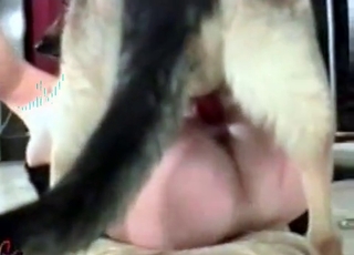 Gorgeous shepherd fucking a clothed bitch