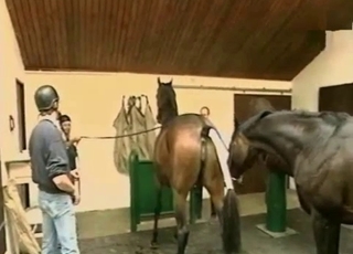 People watching horny horses have sex